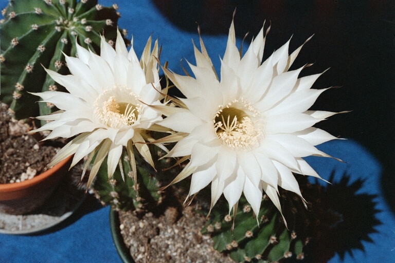 Echinopsis